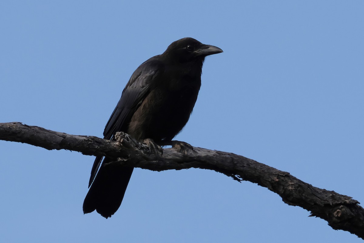 Torresian Crow - ML624070316