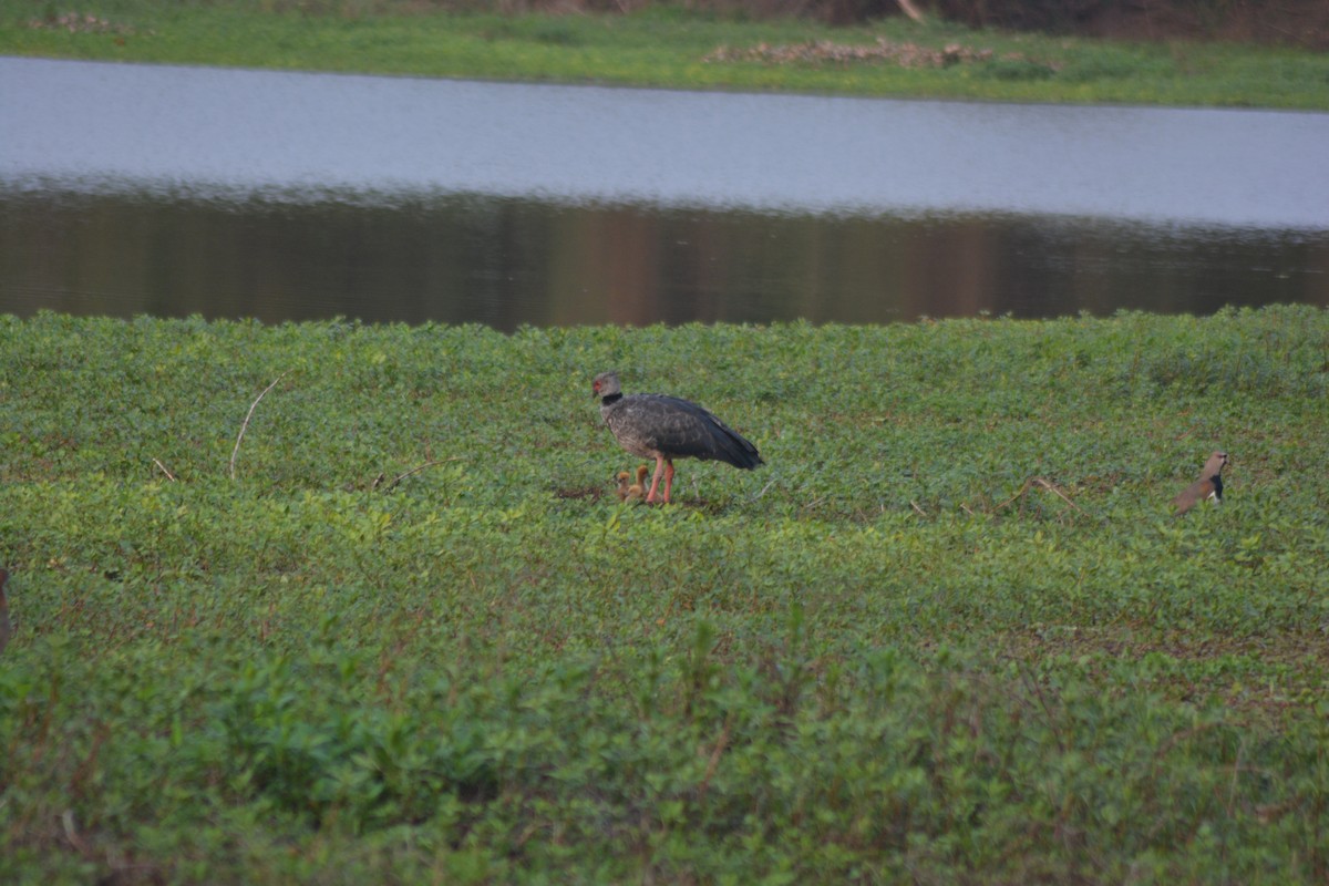 Southern Screamer - ML624070327