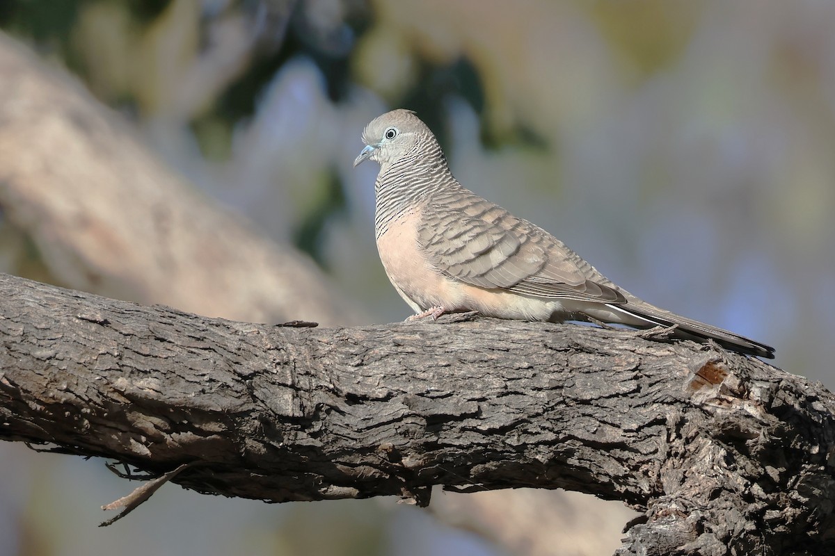 Peaceful Dove - ML624070328