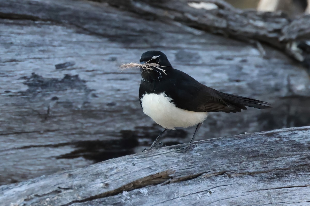 Willie-wagtail - ML624070332