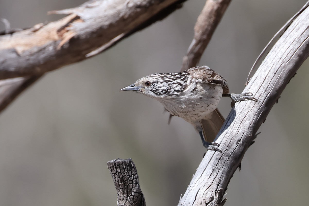 Striped Honeyeater - ML624070341