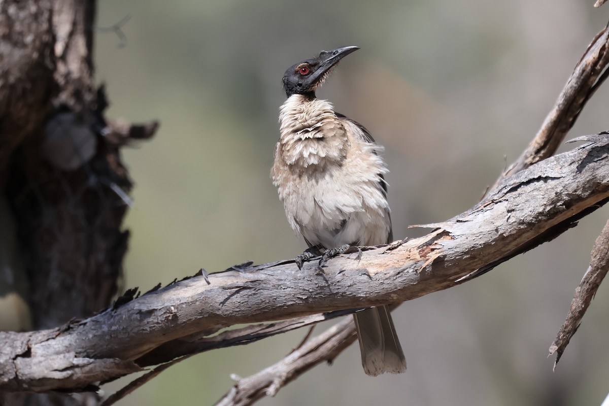 Noisy Friarbird - ML624070353