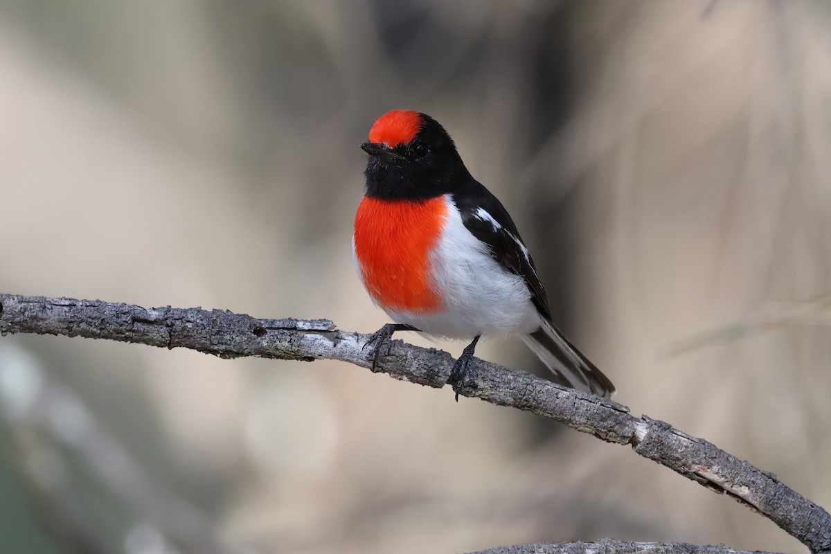 Red-capped Robin - ML624070361