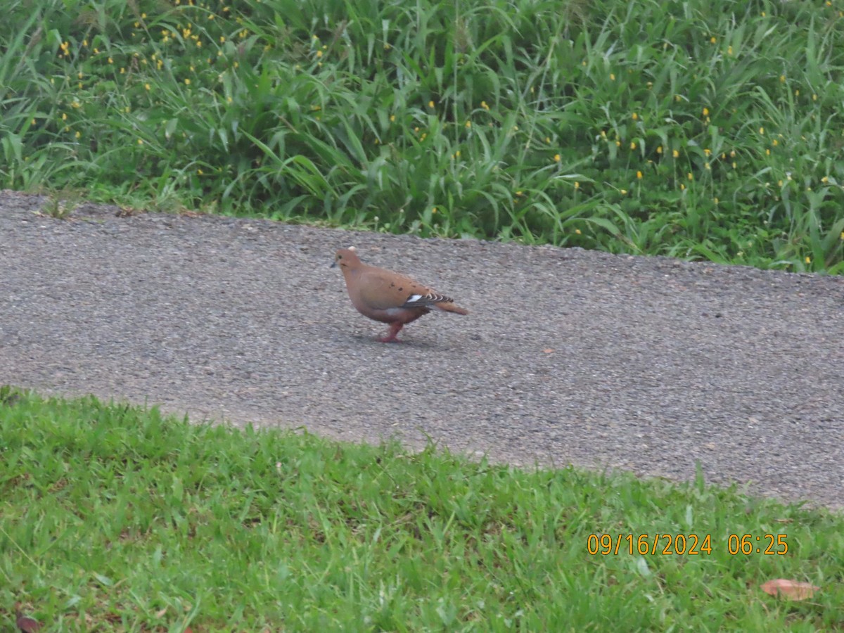 Zenaida Dove - Nelson Yoder