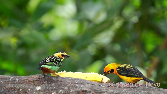 Golden Tanager - ML624070384
