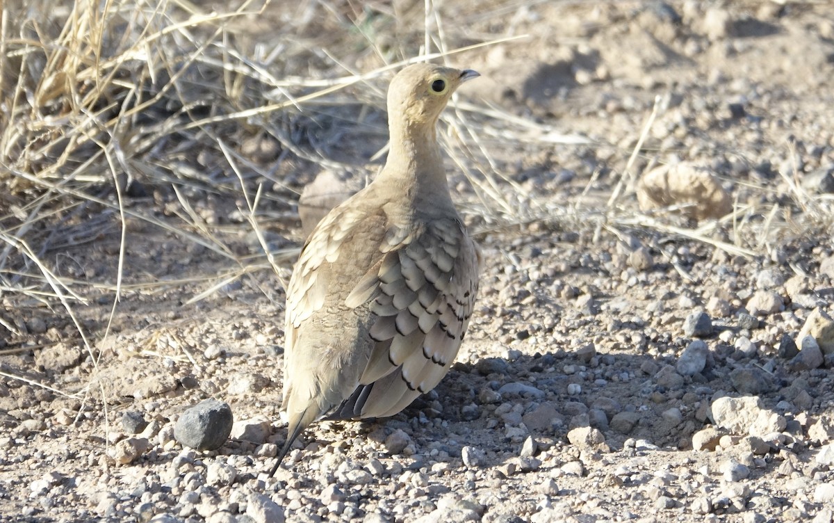 Chestnut-bellied Sandgrouse - ML624070401