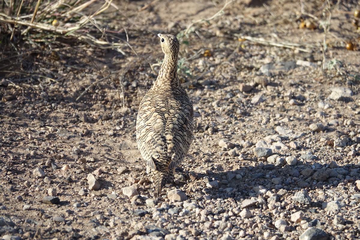 Chestnut-bellied Sandgrouse - ML624070402