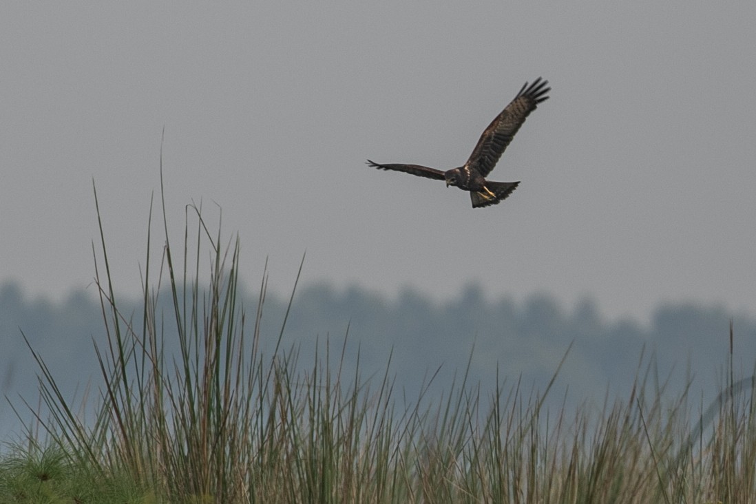 African Marsh Harrier - ML624070442