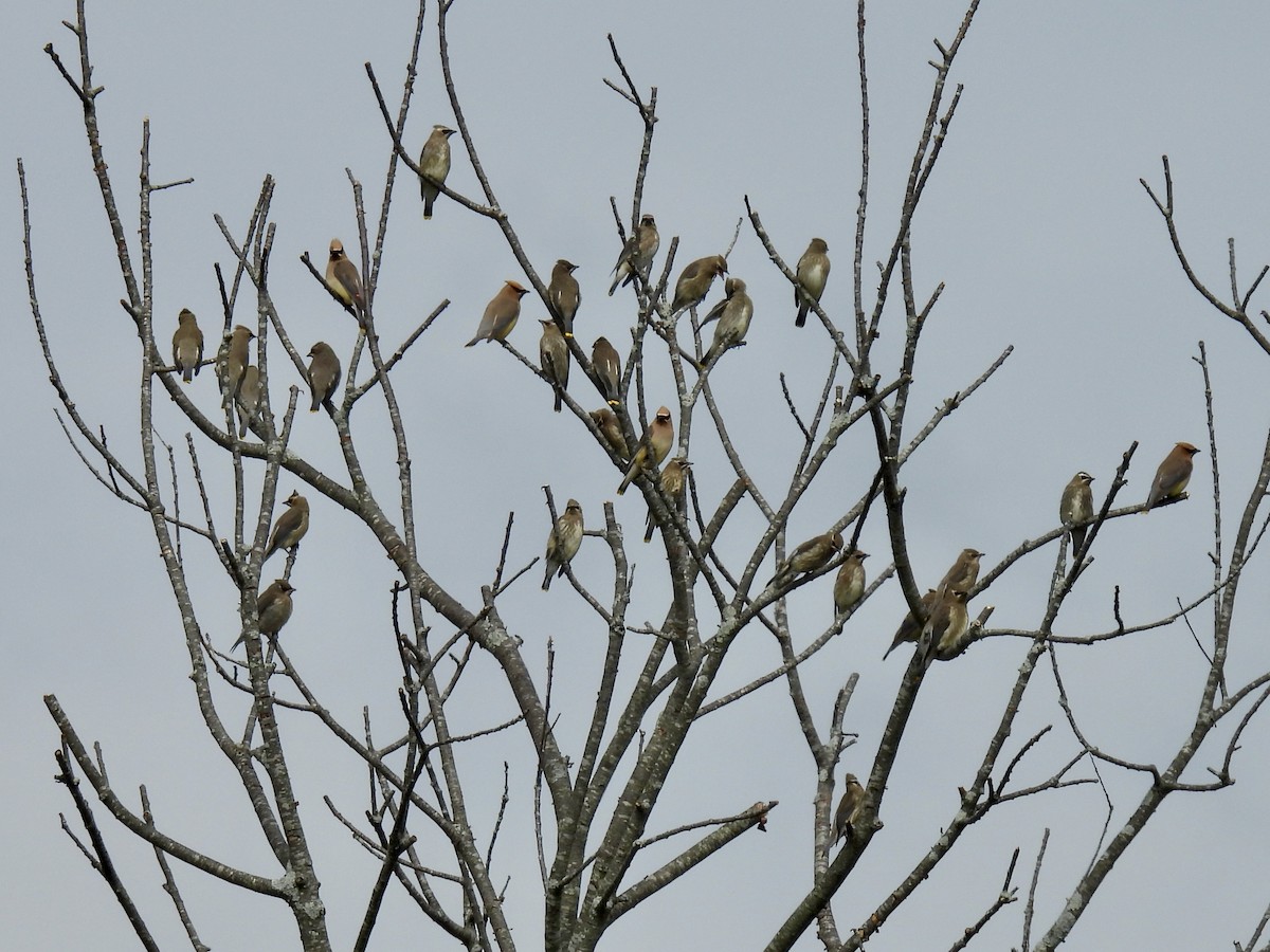 Cedar Waxwing - ML624070447