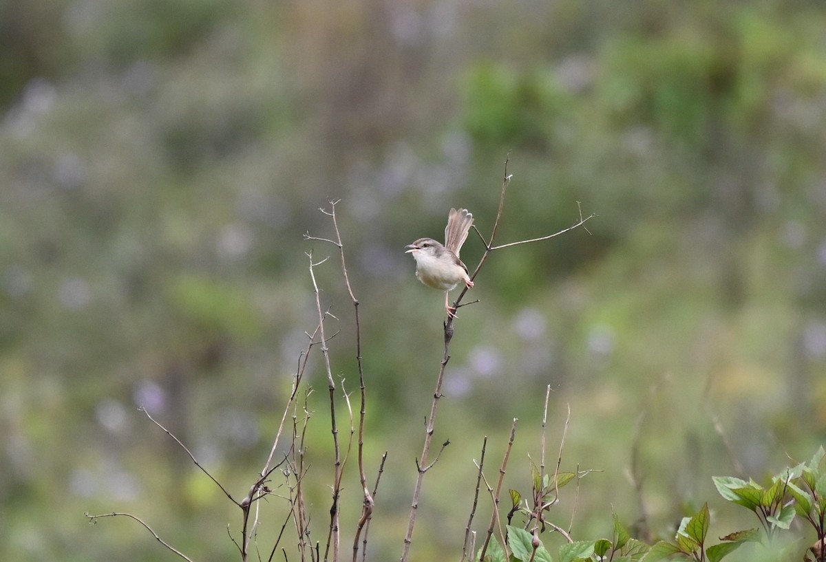 Prinia Sencilla - ML624070448