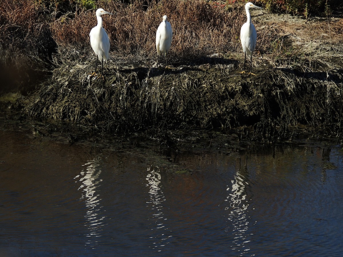 Snowy Egret - ML624070465