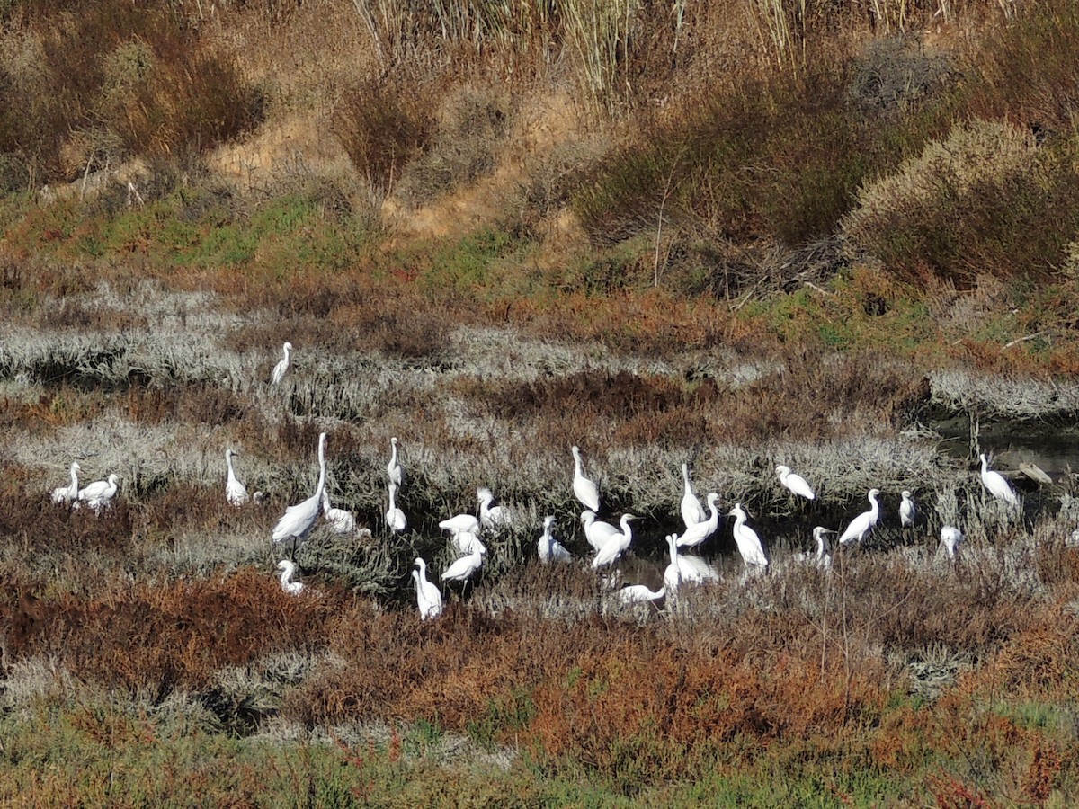 Snowy Egret - ML624070471