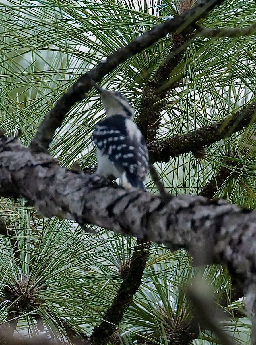Hairy Woodpecker - ML624070487