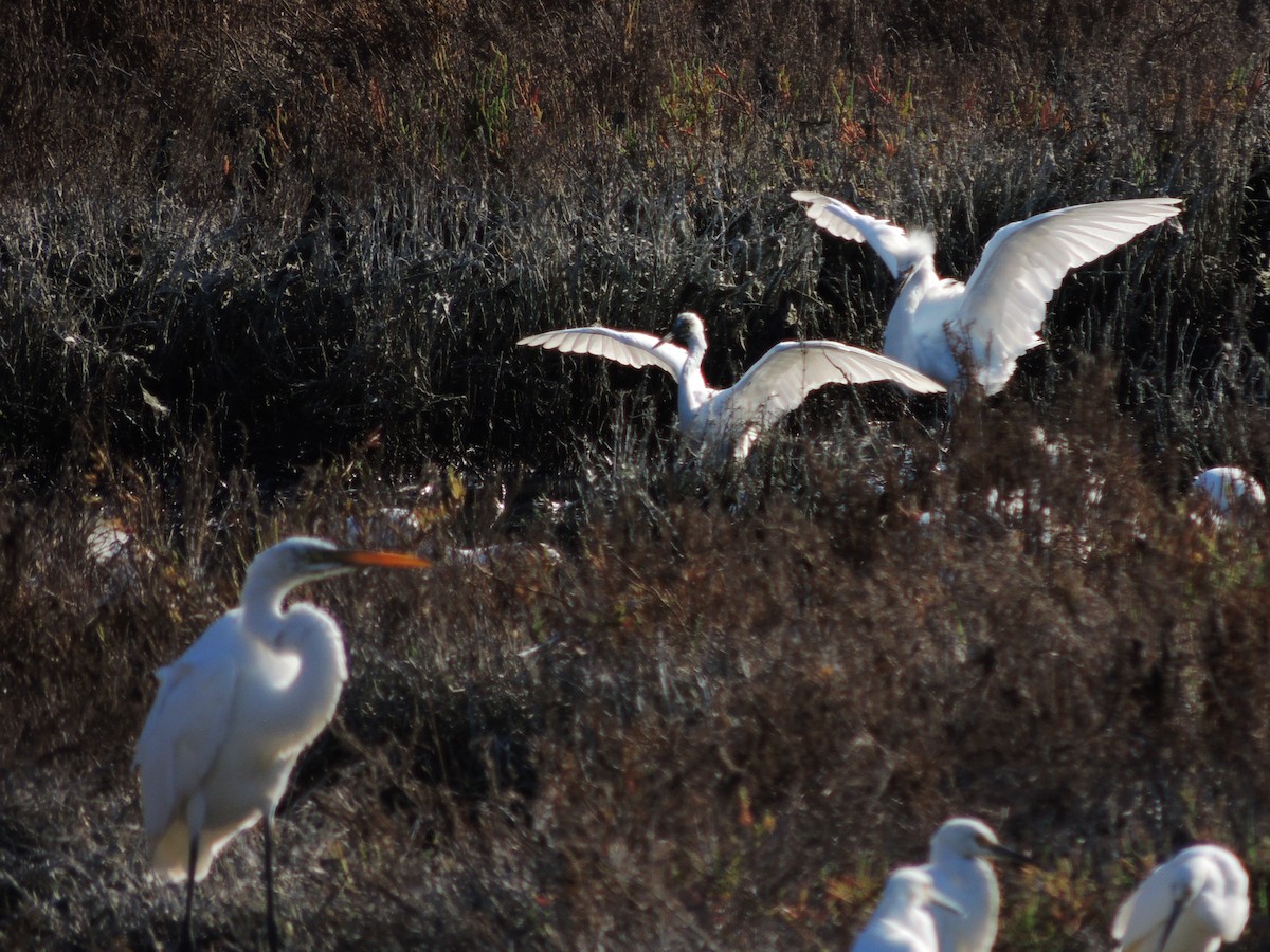 Snowy Egret - ML624070494