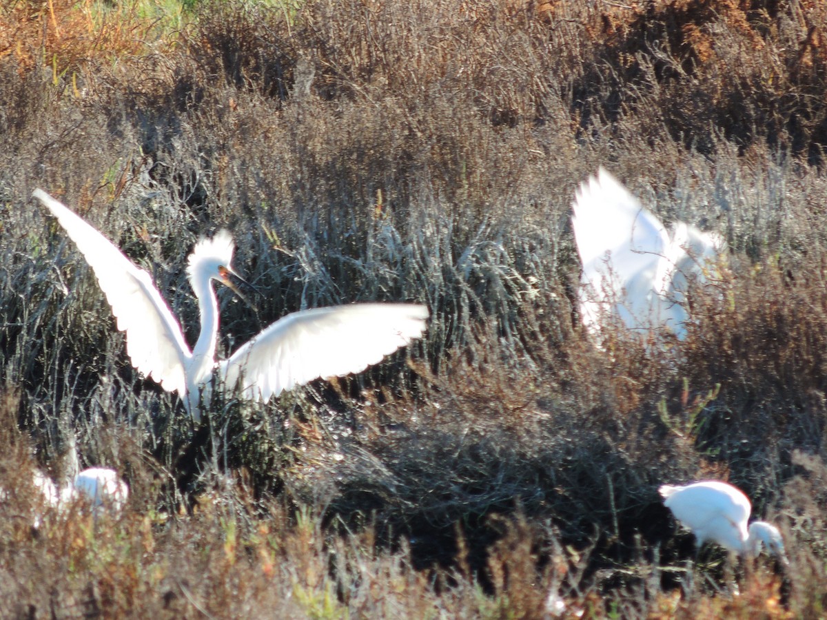 Snowy Egret - ML624070505