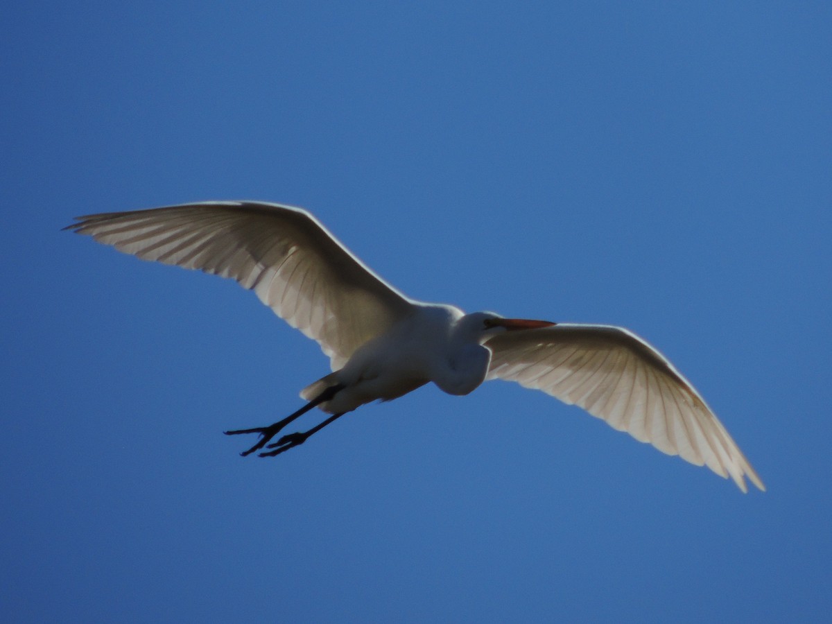 Great Egret - ML624070519