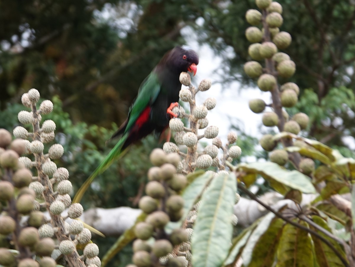 Stella's Lorikeet - ML624070532