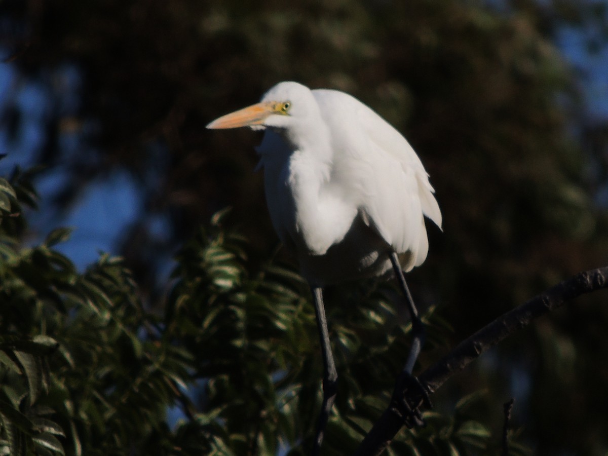 Great Egret - ML624070536