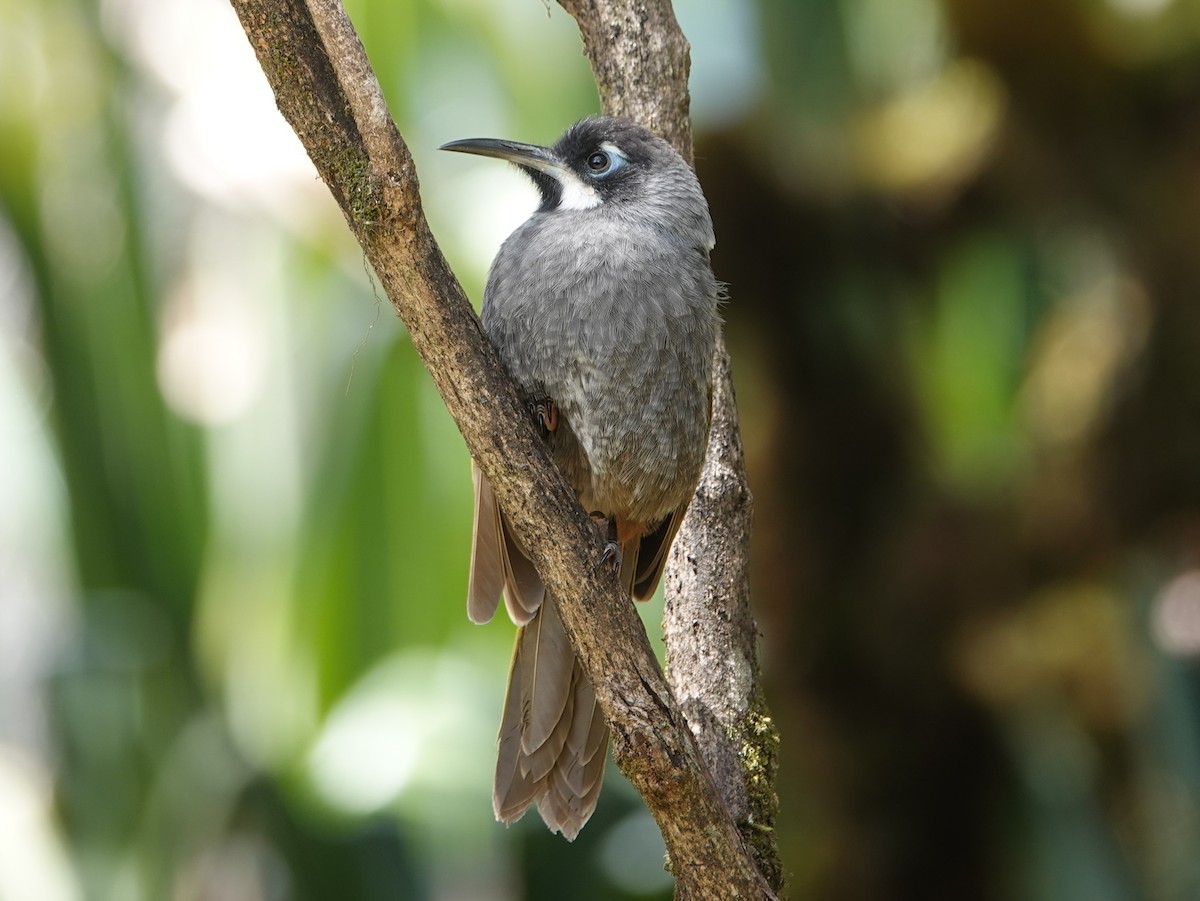 Belford's Melidectes - ML624070543
