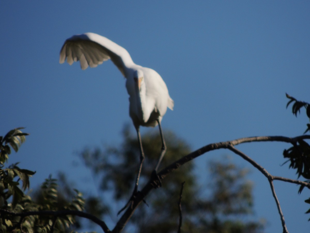 Great Egret - ML624070545