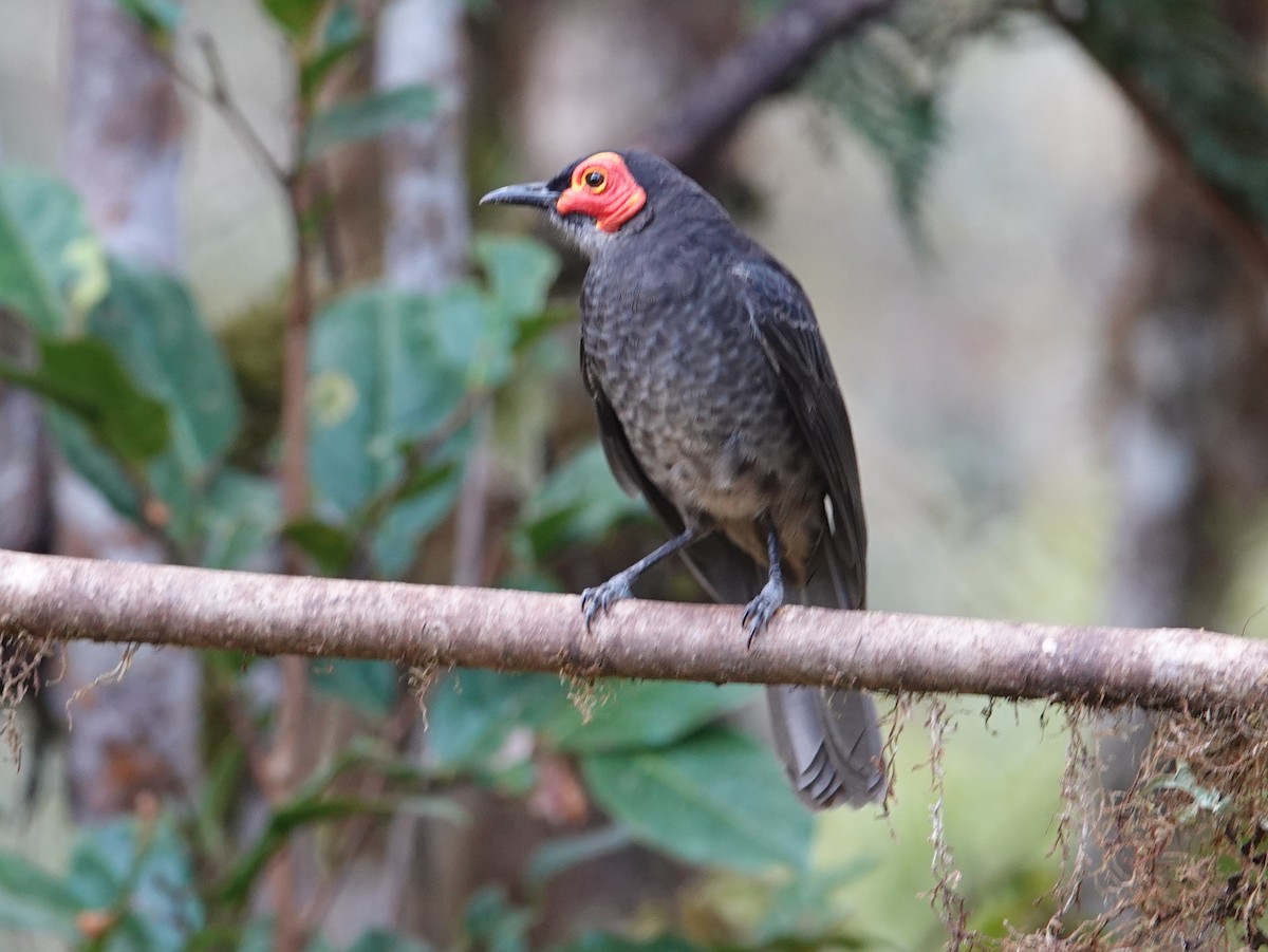 Smoky Honeyeater - ML624070553