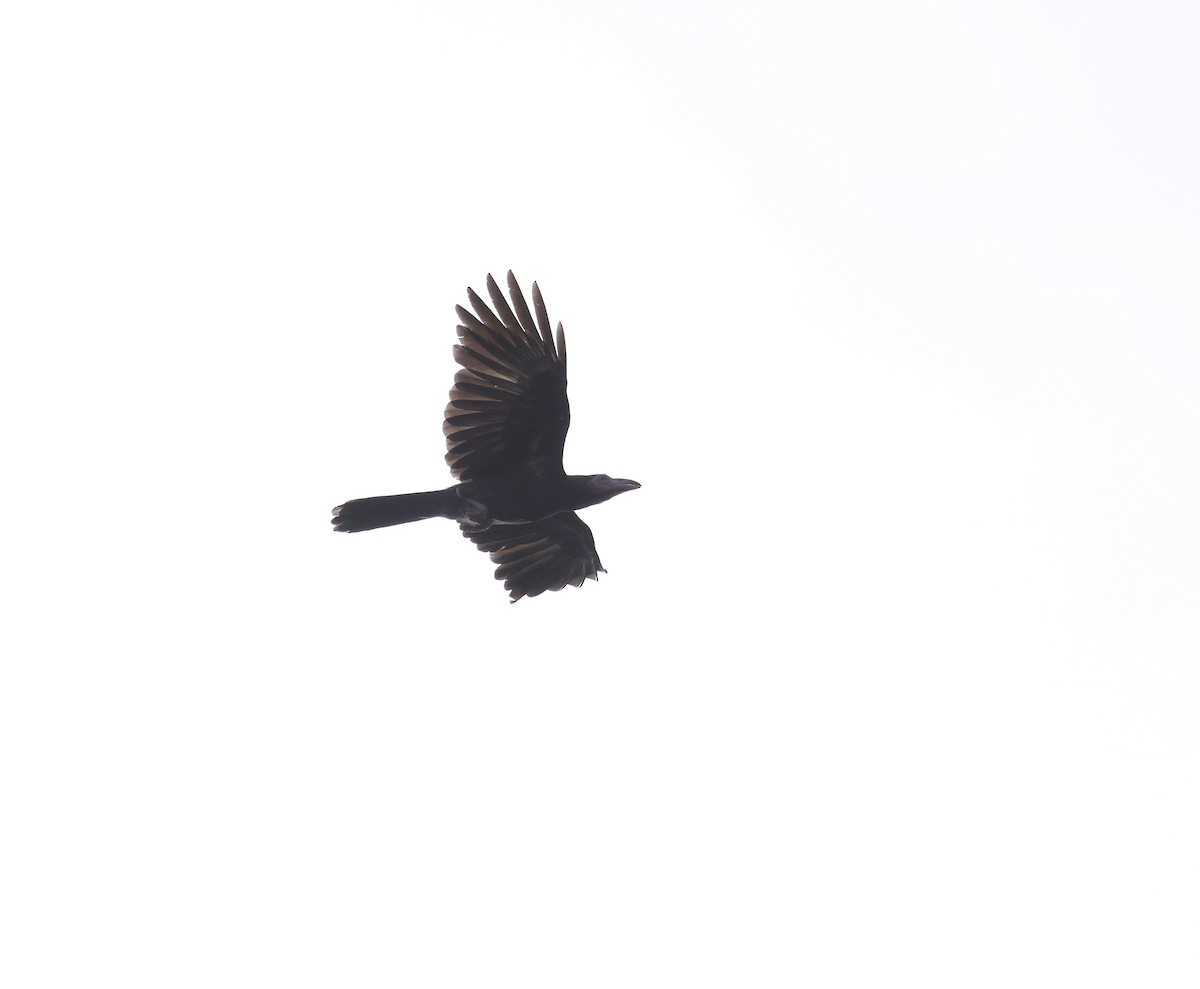 Gray Crow - ML624070554