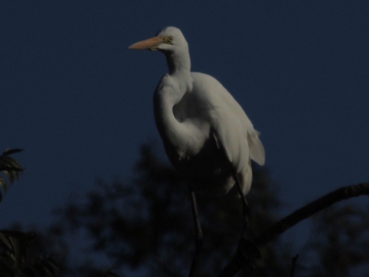 Great Egret - ML624070558