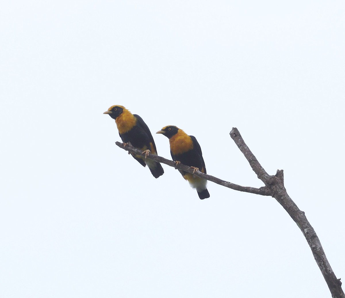 Golden Myna - ML624070562