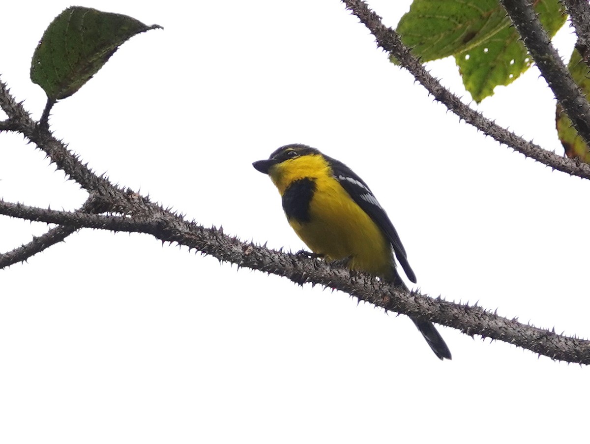 Black-breasted Boatbill - ML624070563