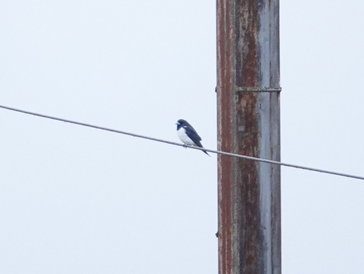 Great Woodswallow - ML624070564