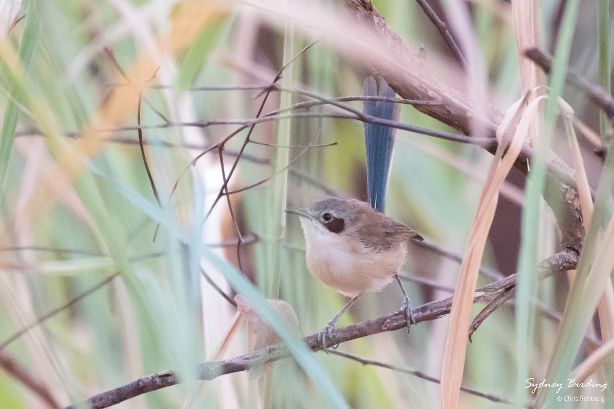 Purple-crowned Fairywren - ML624070570