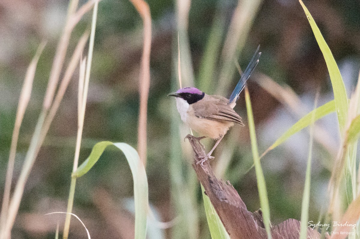 Purple-crowned Fairywren - ML624070571