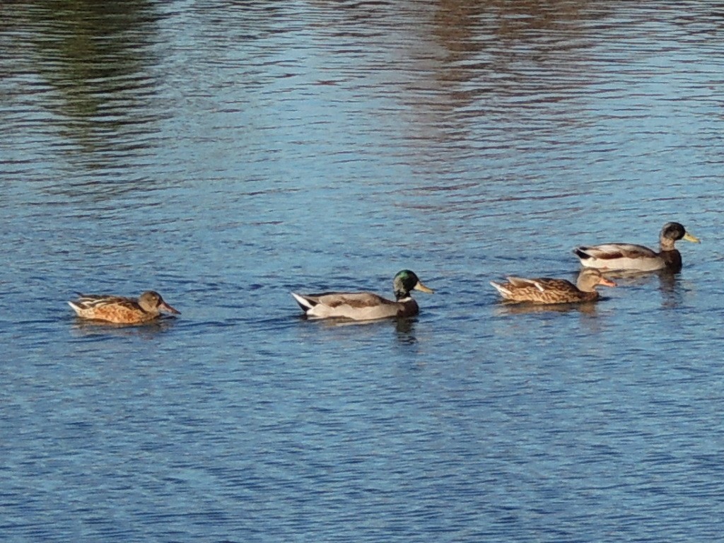 Northern Shoveler - ML624070640