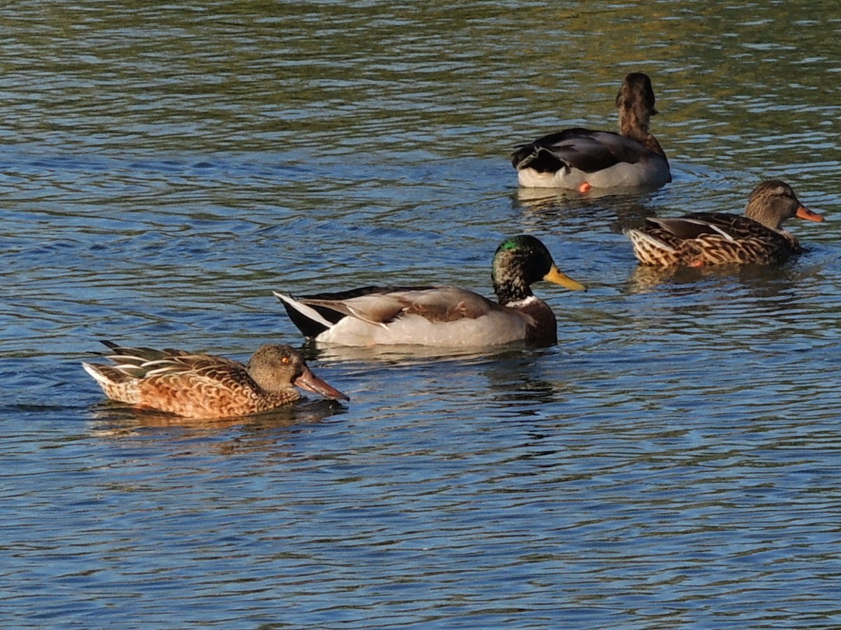 Northern Shoveler - Mike Hall