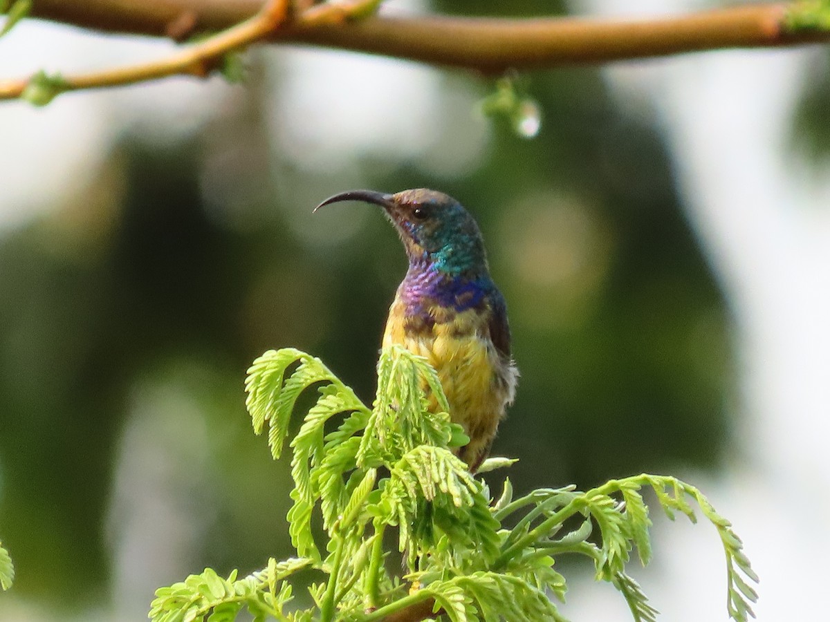 Variable Sunbird - ML624070651