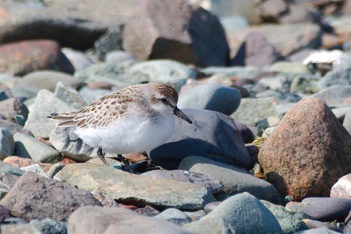 Least Sandpiper - ML624070653