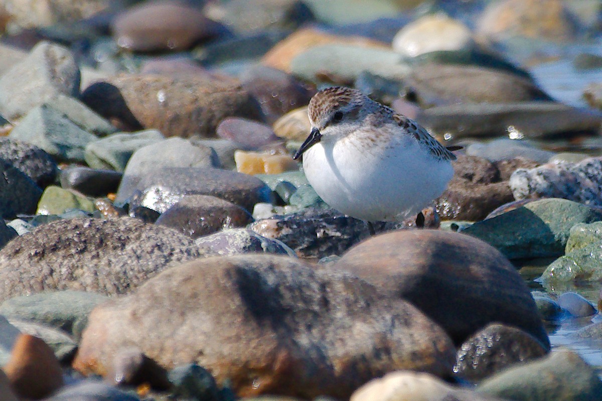 Least Sandpiper - ML624070654