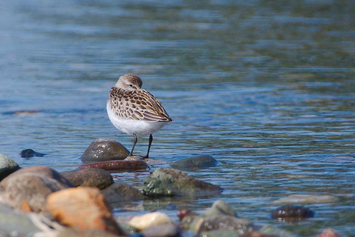 Least Sandpiper - ML624070655