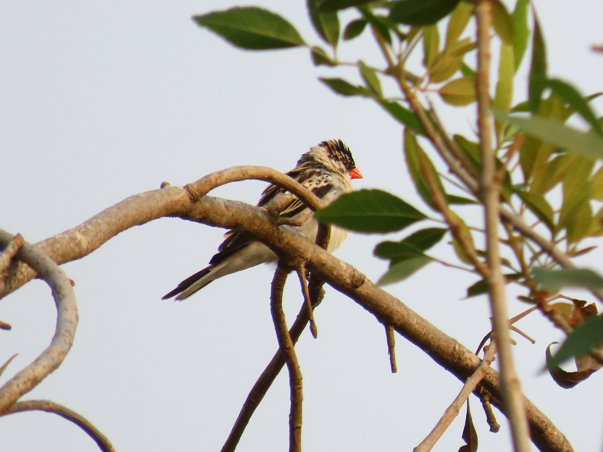 Pin-tailed Whydah - Lenny Ricketts