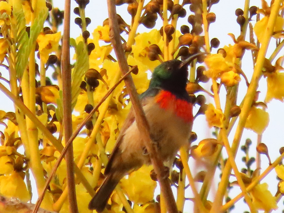 Eastern Miombo Sunbird - Lenny Ricketts