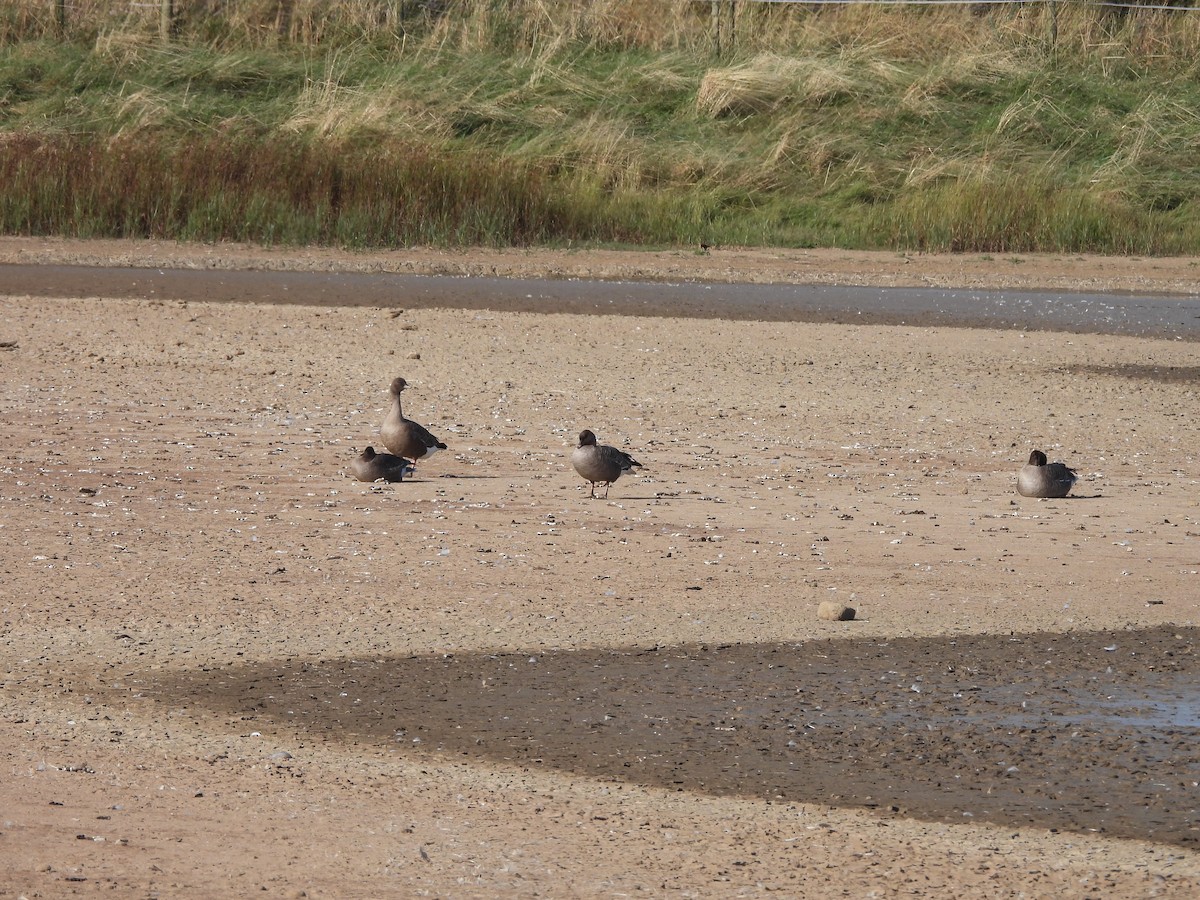 Pink-footed Goose - ML624070661