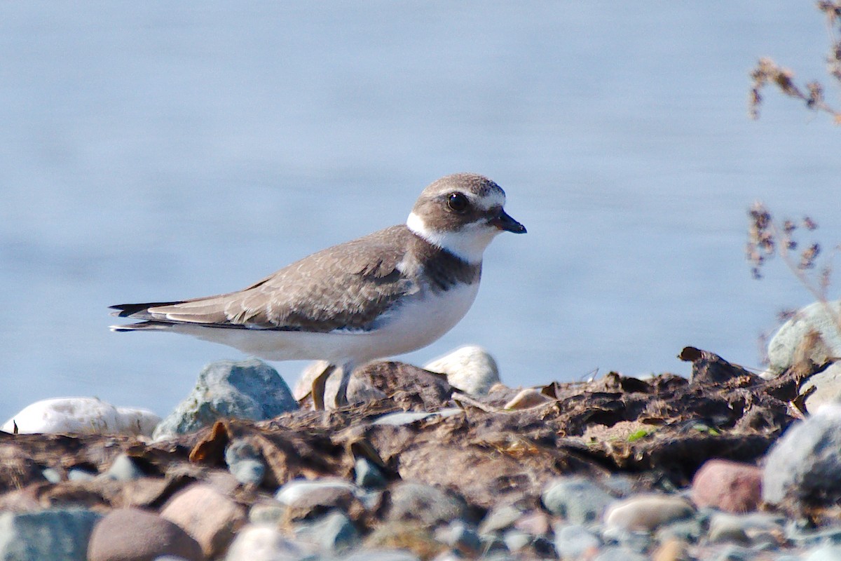 Semipalmated Plover - ML624070662