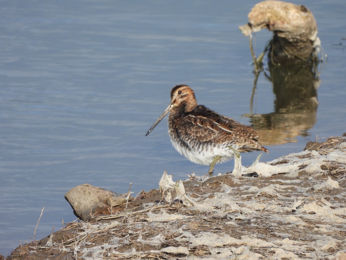 Common Snipe - ML624070670