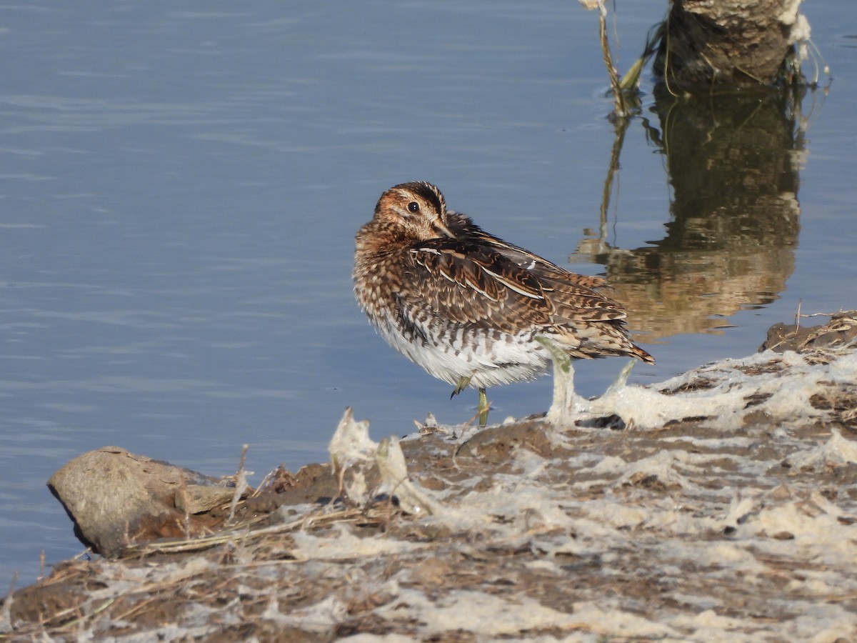 Common Snipe - ML624070678