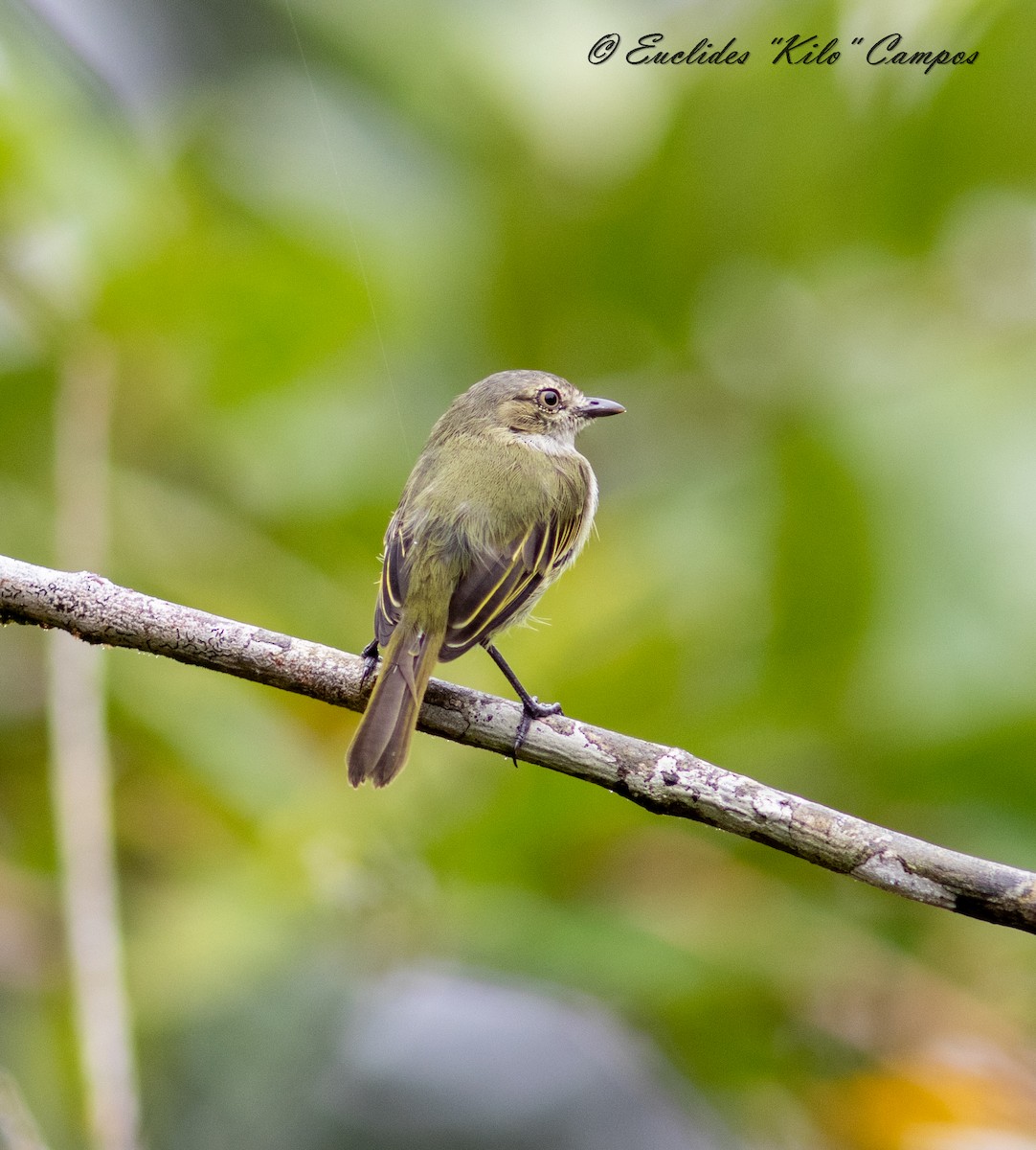 Mistletoe Tyrannulet - ML624070679