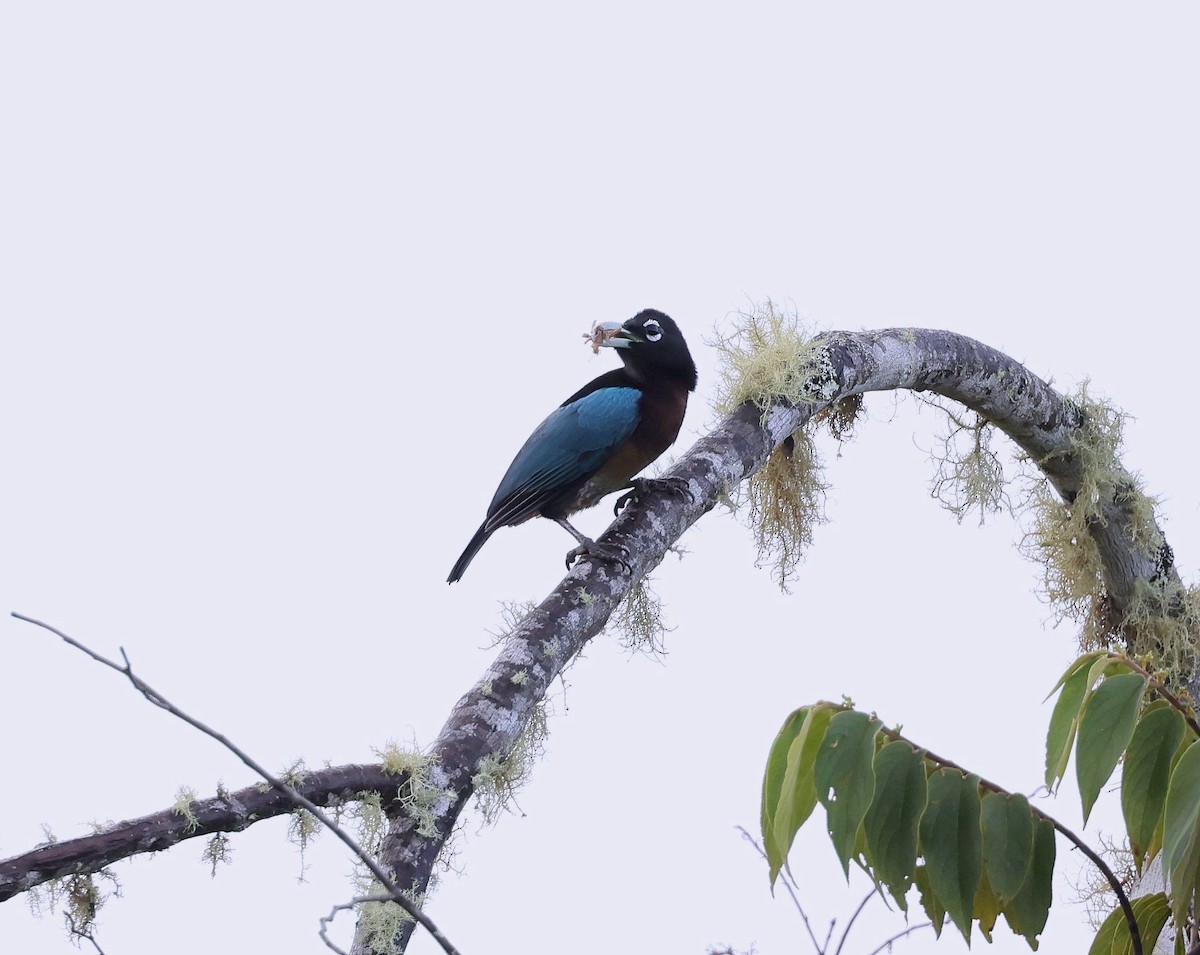 Blue Bird-of-Paradise - ML624070680