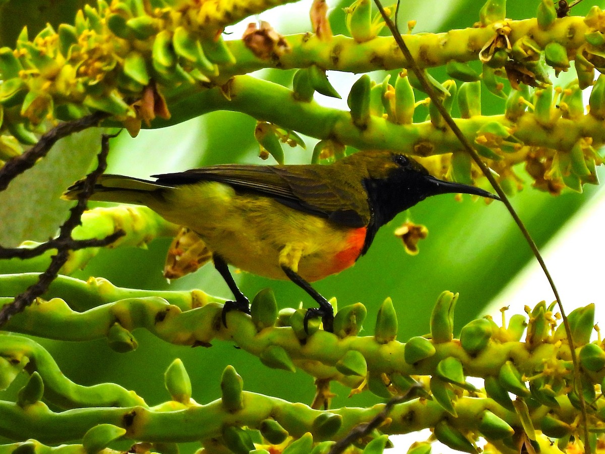 Palawan Sunbird - ML624070682