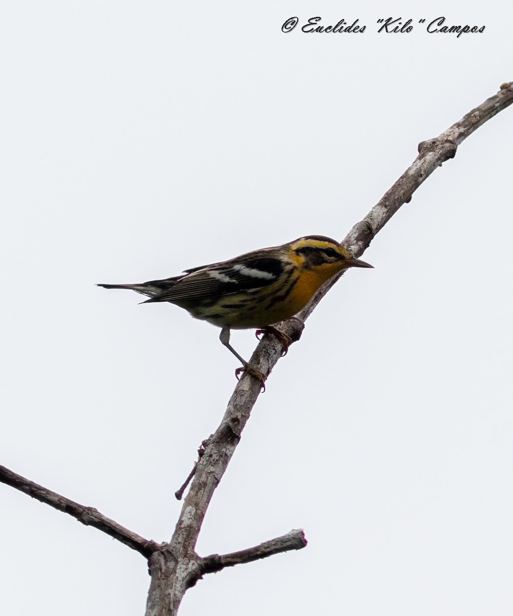 Blackburnian Warbler - ML624070683