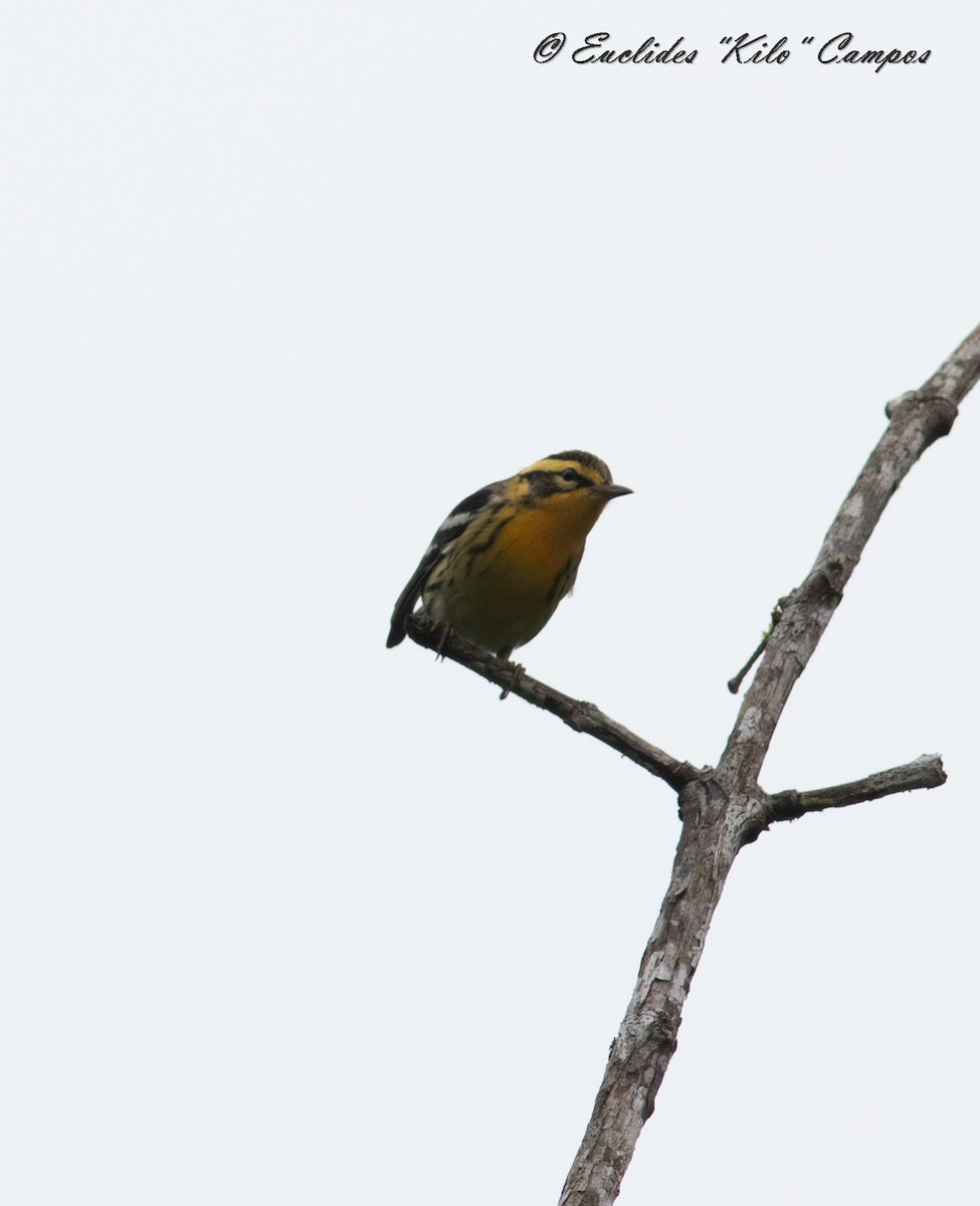 Blackburnian Warbler - ML624070684