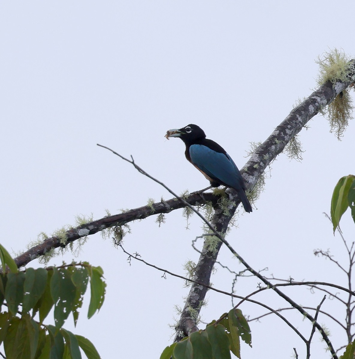 Blue Bird-of-Paradise - ML624070685